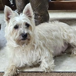 Beagles and Cairn Terriers from Loves Kennel