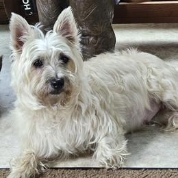 Beagles and Cairn Terriers from Loves Kennel