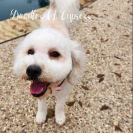 Reba - Goldendoodle