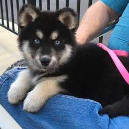 Siberian Husky Puppies from Arctic Circle Kennels