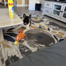 Akita, American Corgi, Cardigan Welsh Corgi, and Great Pyrenees Puppies from WeVolution Off-Grid