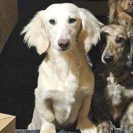 Falcor - Dachshund