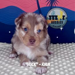 Huck - Red merle male Miniature Australian Shepherd puppy in Tucson, Arizona from TTTNT Aussies