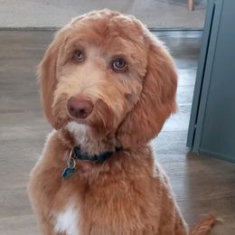 Chester - Goldendoodle
