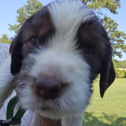 Jasper - Liver and white male English Springer Spaniel puppy in Hephzibah, Georgia from Sidel's Springers