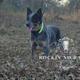Jinx - AKC, AKC DNA