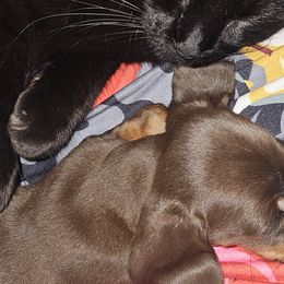 Dachshunds from Kristen Yonkie