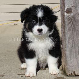 Australian Shepherd Puppies from Little Creek Acres Australian Shepherds