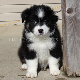 Australian Shepherd Puppies from Little Creek Acres Australian Shepherds