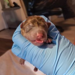 Boy 3 - Chocolate and white male Teddy Roosevelt Terrier puppy in Claremore, Oklahoma from Travelin' Man Terriers