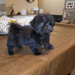 Millie - Black female Shih Tzu puppy in Kings Mountain, North Carolina from Britany's Shih Tzus