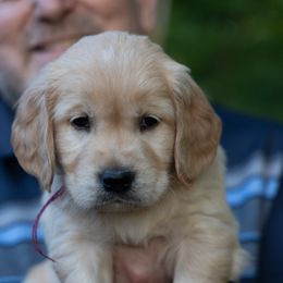 Girl 2 - female Golden Retriever puppy in Hayward, California from East Bay Golden Retrievers