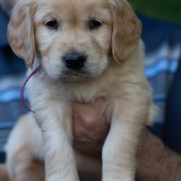 Girl 2 - female Golden Retriever puppy in Hayward, California from East Bay Golden Retrievers