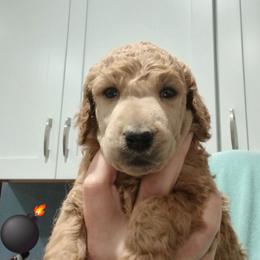 Black - Apricot male Poodle puppy in Big Rapids, Michigan from Meeker's Ridge Standard Poodles