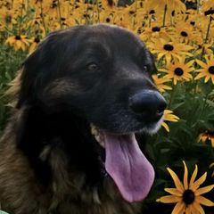 Leonbergers from Rev It Up Kennel