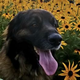 Leonbergers from Rev It Up Kennel