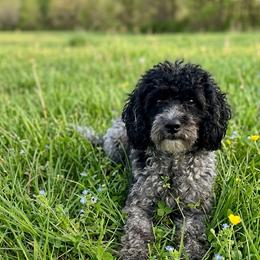 Pepper - Poodle