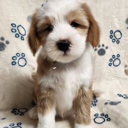 Roald - Gold and white male Tibetan Terrier puppy in Lane County, Oregon from Zara Tibetan Terriers
