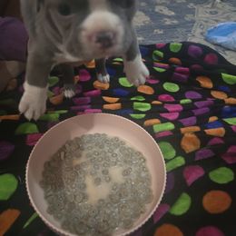 Boston Terrier Puppies from Aronow pups