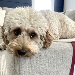 Dolly - Goldendoodle