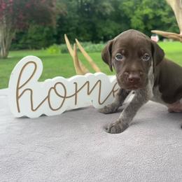 Black collar boy - Liver roan male German Shorthaired Pointer puppy in Liberty, North Carolina from White Barn Kennels LLC