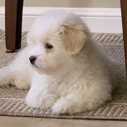Coton de Tulear Puppies from Sutter Buttes Coton De Tulear