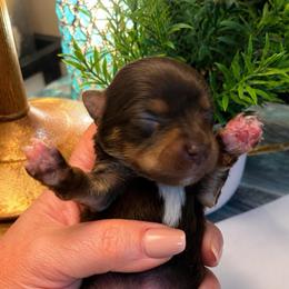 Dolly Mae - Chocolate, tan and white female Yorkshire Terrier puppy in Dalton, Georgia from Southern Charm Precious Paws