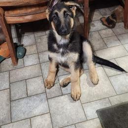 German Shepherd Puppies from Casamoko German Shepherds
