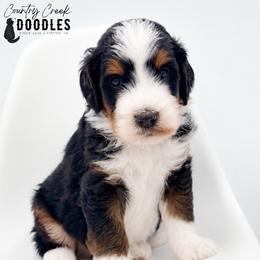 Brody - Tri-color male Bernedoodle puppy in Tipton, Indiana from Country Creek Doodles