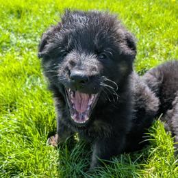 German Shepherd Puppies from Von Nikolaos German Shepherds