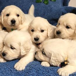 Golden Retrievers from Hearts of Gold Retrievers LLC
