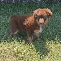 Aussiedoodle and Miniature Australian Shepherd Puppies from Aussies Acre