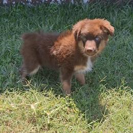 Aussiedoodle and Miniature Australian Shepherd Puppies from Aussies Acre