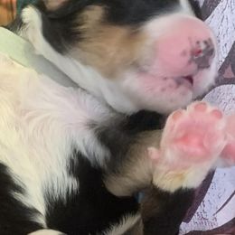 Bernedoodle Puppies from Kendall Powers' Bernedoodles