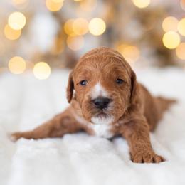 Poodle Puppies from Sweet Honey Moyen Poodles