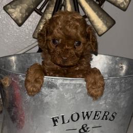 Female - Red  female Goldendoodle puppy in Jurupa Valley, California from gucci_bentleys_goldendoodles