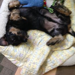 Dachshund Puppies from Willowood-Sandale Dachshunds
