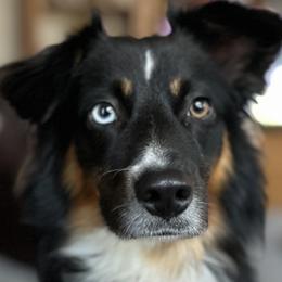 Miniature Australian Shepherd puppies from Kari's Mini Aussies
