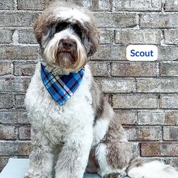Scout - Australian Labradoodle