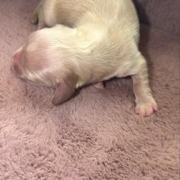 Apollo - Cream male Dachshund puppy in Mesa, Arizona from Dach Army LLC