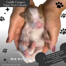 Lady Bird - Blenheim male Cavapoo puppy in Fort Lupton, Colorado from Puppy Paws Colorado