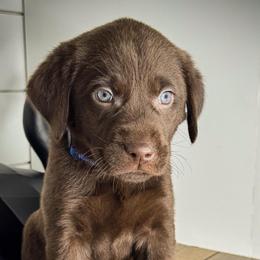 Blue Boy - Chocolate male Labrador Retriever puppy in Plymouth, North Carolina from Duck Creek Kennels