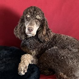 Labradoodles and Poodles from Hayle’s Doodles and Poodles