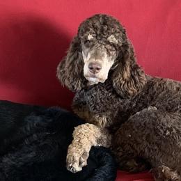 Labradoodles and Poodles from Hayle’s Doodles and Poodles