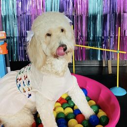 Goldendoodle All Grown Up from Suntini’s Posh Pets