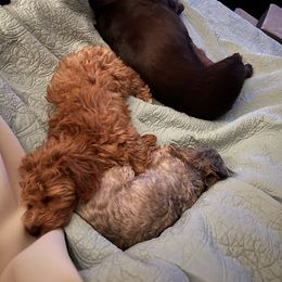 Aussiedoodle, Australian Shepherd, Bernedoodle, Cockapoo, and Poodle Puppies from Sis' Doodles & Poodles