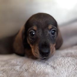 Boy 2 - male Dachshund puppy in Fieldbrook, California from Honeydox Miniature Dachshunds