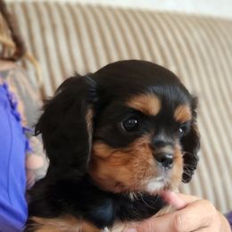 Boy 3 - Cavalier King Charles Spaniel puppy in Hancock, Wisconsin from Wisconsin Cavaliers