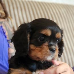 Boy 3 - Cavalier King Charles Spaniel puppy in Hancock, Wisconsin from Wisconsin Cavaliers