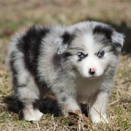 Brooklyn - Blue merle female Miniature Australian Shepherd puppy in Quapaw, Oklahoma from Rocky Hill Aussies
